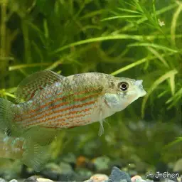 American flagfish, photo 7