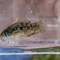 American flagfish, photo 10