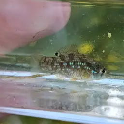 American flagfish, photo 11
