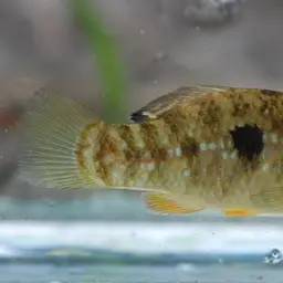 American flagfish, photo 12