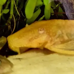 Bristlenose Pleco, photo 2