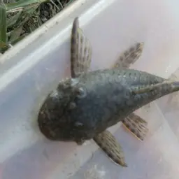 Bristlenose Pleco, photo 3