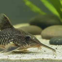 Jumbo Cory, photo 11