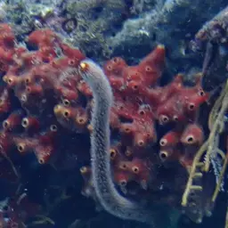 Fragile Sea Whip, photo 1