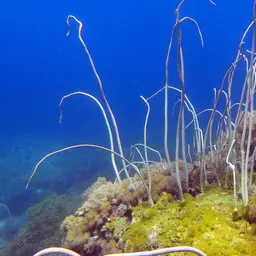 Fragile Sea Whip, photo 2