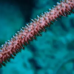 Fragile Sea Whip, photo 3