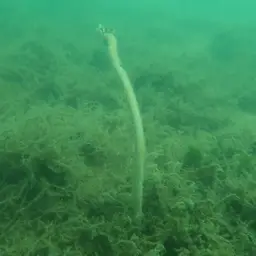 Fragile Sea Whip, photo 4