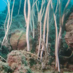 Fragile Sea Whip, photo 5