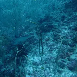 Fragile Sea Whip, photo 6