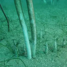 Fragile Sea Whip, photo 7
