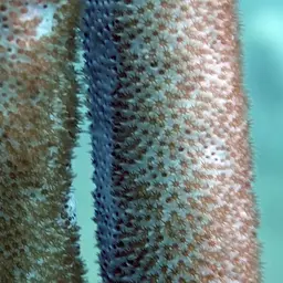 Fragile Sea Whip, photo 8