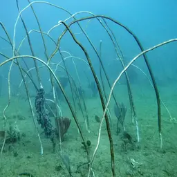 Fragile Sea Whip, photo 9
