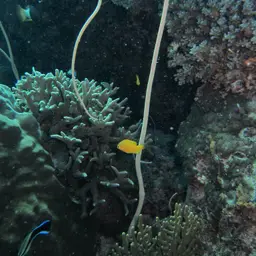 Fragile Sea Whip, photo 10