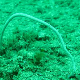 Fragile Sea Whip, photo 11