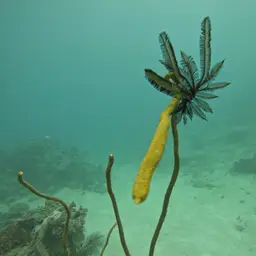 Fragile Sea Whip, photo 12