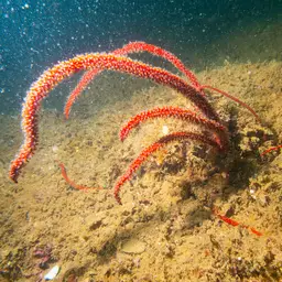 Sea Whip, photo 1
