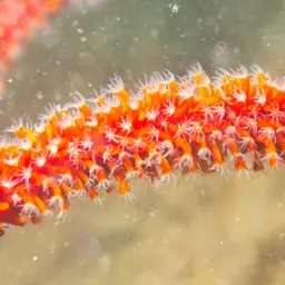 Sea Whip, photo 2