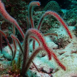 Sea Whip, photo 6