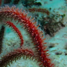 Sea Whip, photo 7