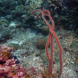 Sea Whip, photo 8