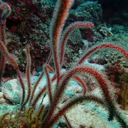 Sea Whip, photo 9