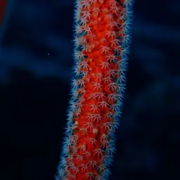 Sea Whip, photo 10