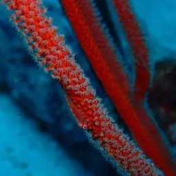 Sea Whip, photo 11