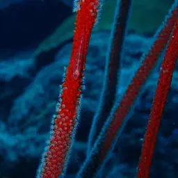 Sea Whip, photo 12