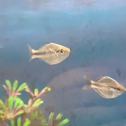 Kamaka Rainbowfish
