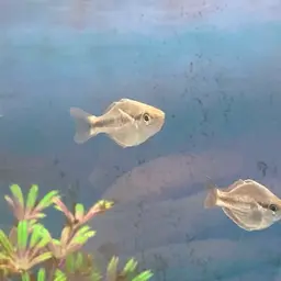 Kamaka Rainbowfish, photo 2