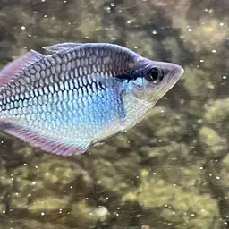 Kamaka Rainbowfish, photo 3