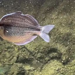 Kamaka Rainbowfish, photo 4