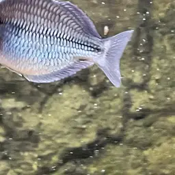 Kamaka Rainbowfish, photo 5