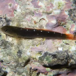 Cardinal Goby, photo 2