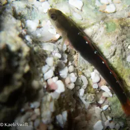 Cardinal Goby, photo 3