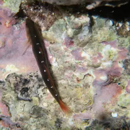 Cardinal Goby, photo 4