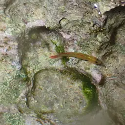 Cardinal Goby, photo 6