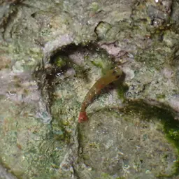 Cardinal Goby, photo 7