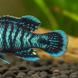 Killifish, photo 1