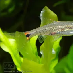 Head And Tail Light Rasbora
