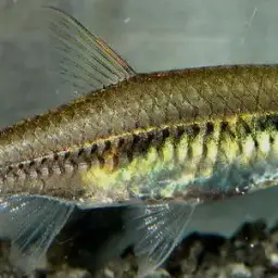 Head And Tail Light Rasbora, photo 2