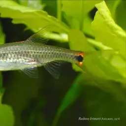 Head And Tail Light Rasbora, photo 3