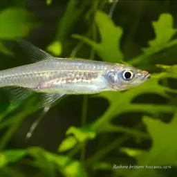 Head And Tail Light Rasbora, photo 4