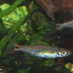 Head And Tail Light Rasbora, photo 5
