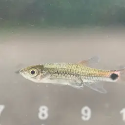 Head And Tail Light Rasbora, photo 7