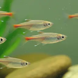 Head And Tail Light Rasbora, photo 10