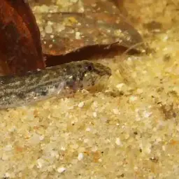 Sumatran Mini Royal Loach, photo 1