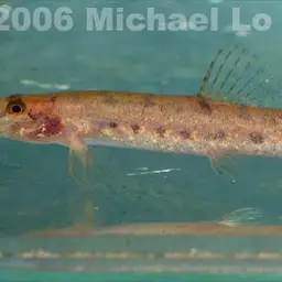 Sumatran Mini Royal Loach, photo 2