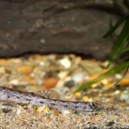 Sumatran Mini Royal Loach, photo 3
