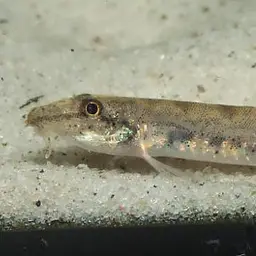 Sumatran Mini Royal Loach, photo 4